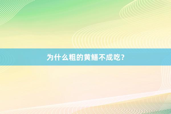 为什么粗的黄鳝不成吃？